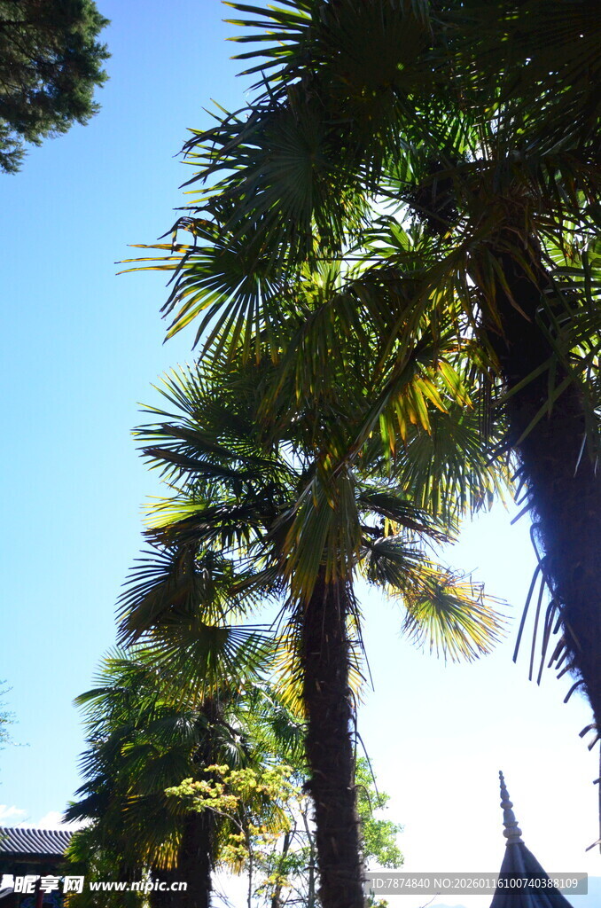 蓝天映衬下的高大棕榈树
