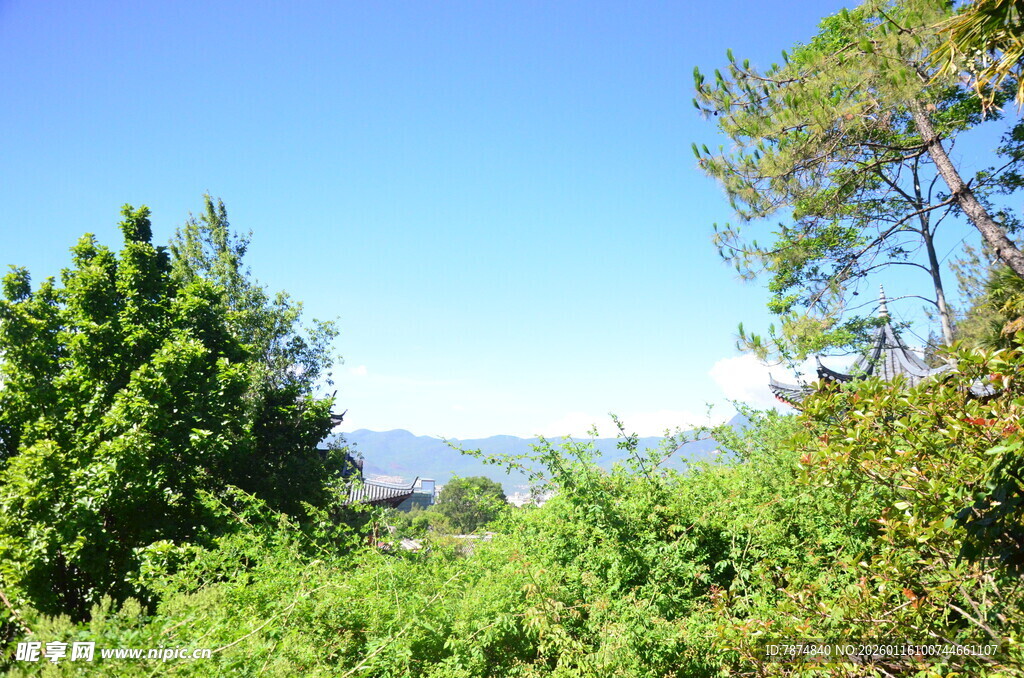 绿意盎然的自然景致