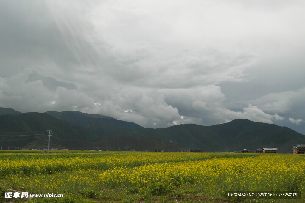 金黄田野上的阴沉天空