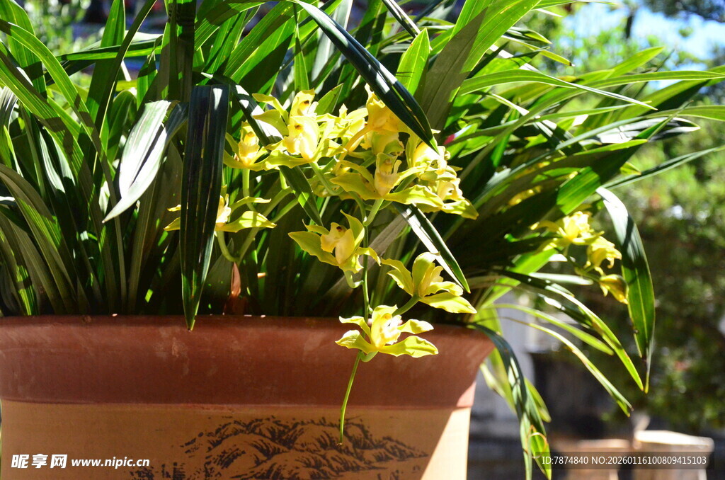 盆栽绿植绽放小黄花