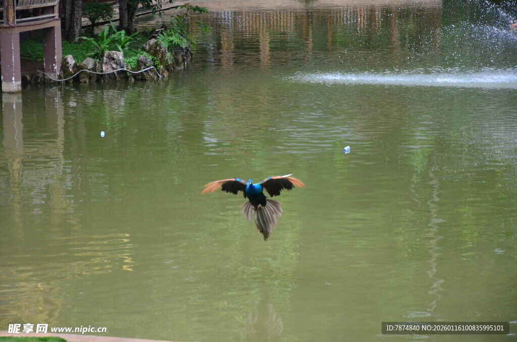 翠鸟于水面上方展翅飞翔