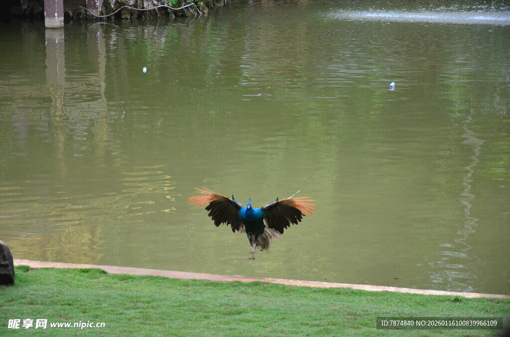水边展翅的美丽鸟儿