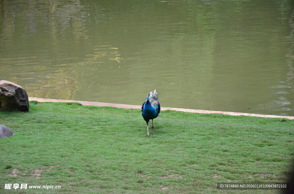 草地上的蓝孔雀