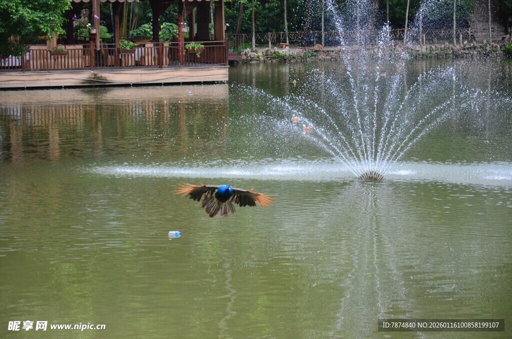 池塘中喷泉旁的玩耍小狗