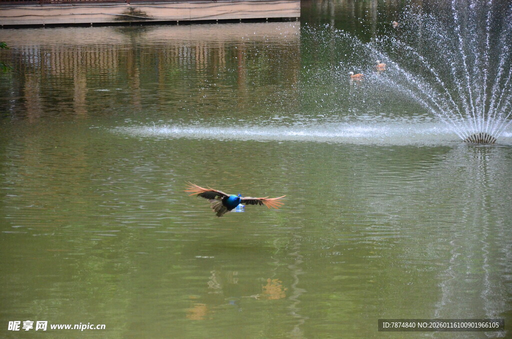 池塘中飞翔的多彩小鸟