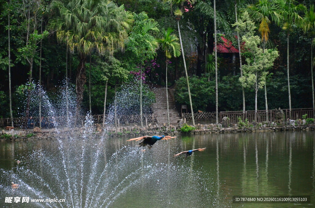 池塘中鸟儿飞过喷泉