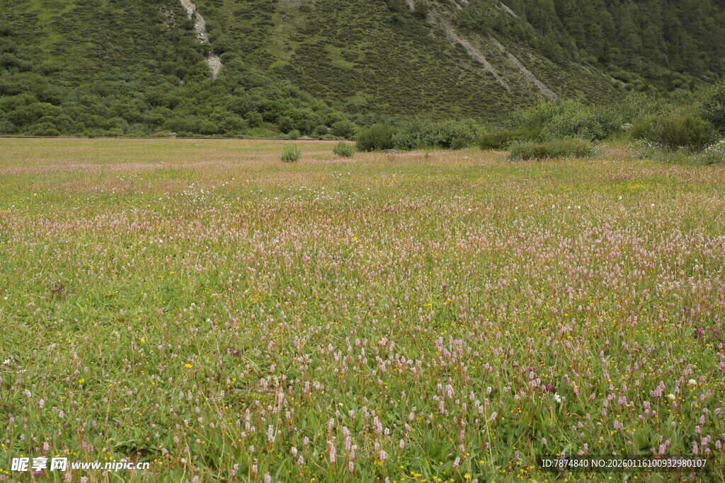 广袤草原与远处山峦