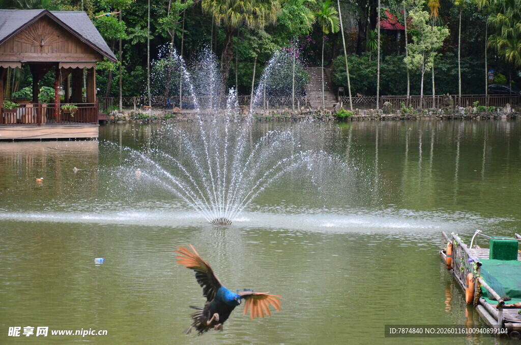 湖畔喷泉旁的多彩飞鸟