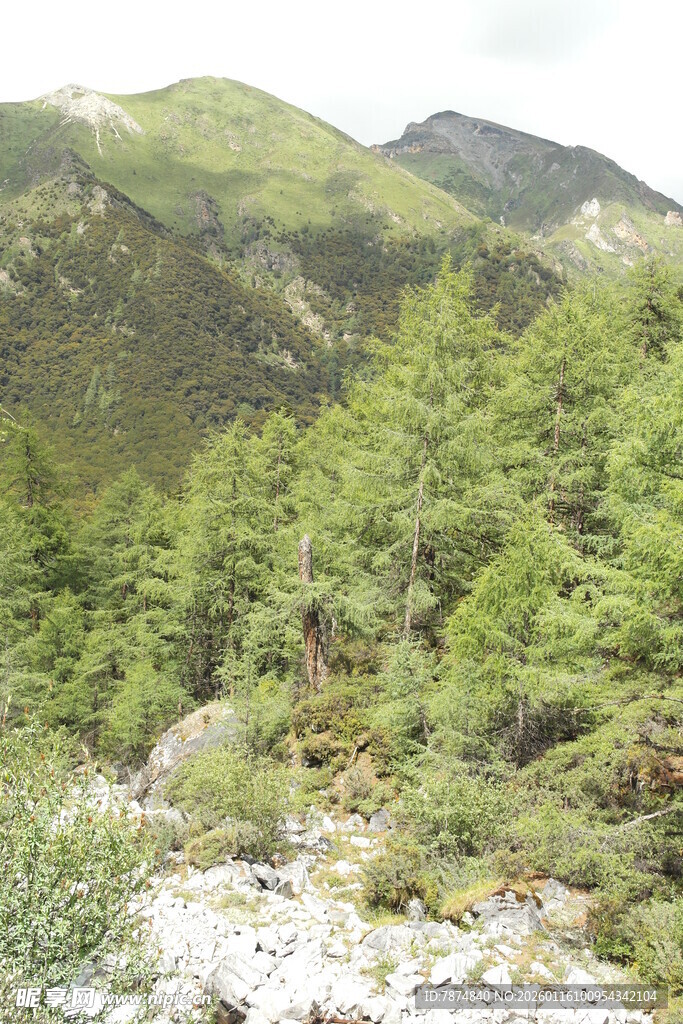 山间葱郁森林景观