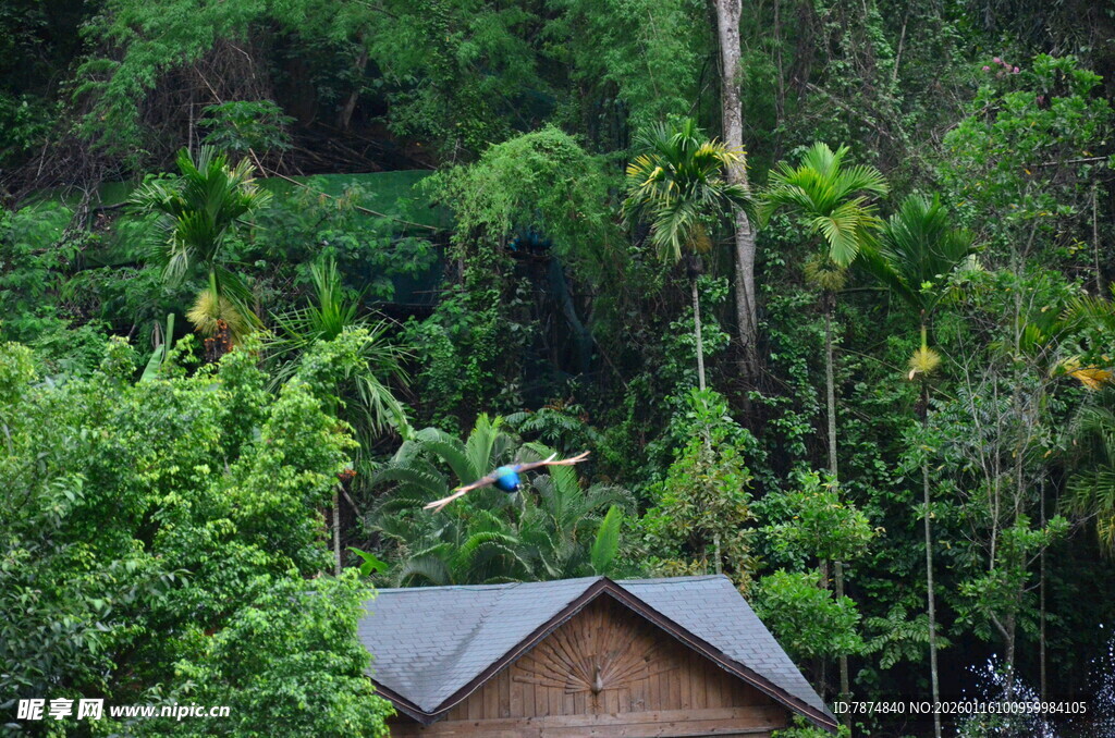 山林中的小屋与飞翔小鸟