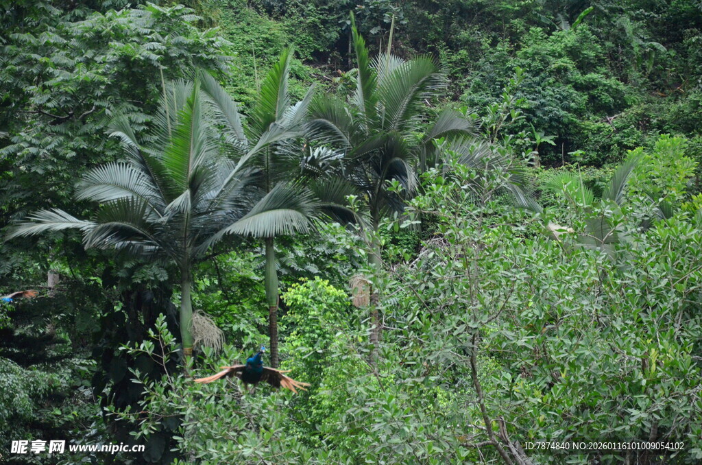 茂密丛林中的繁茂植物