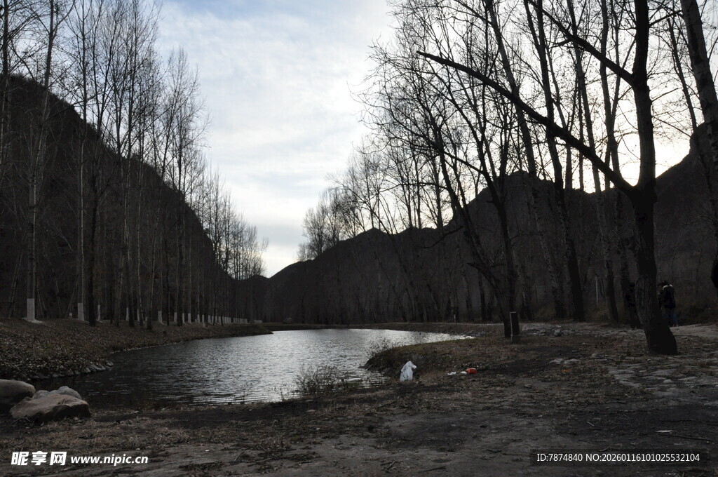 冬日河畔枯树林景观