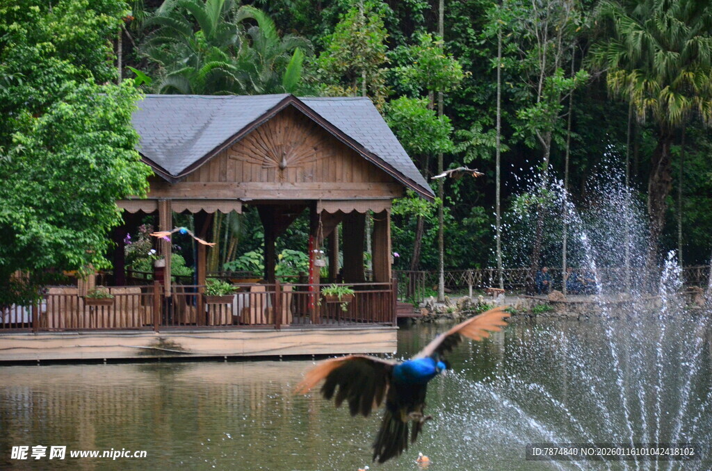 湖畔木屋旁的多彩飞鸟