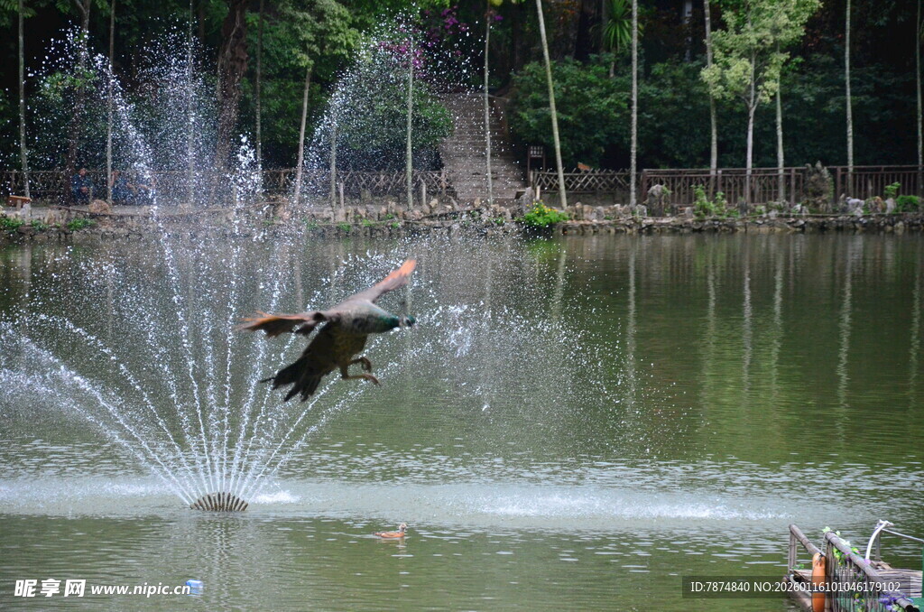 湖面上的喷泉与飞鸟
