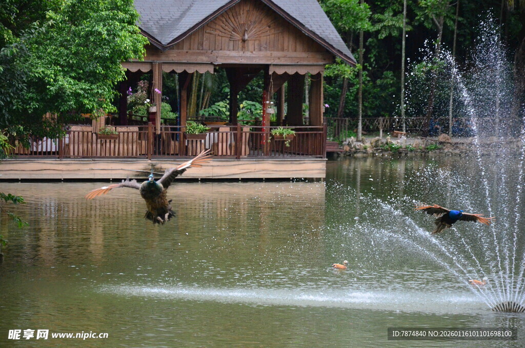 湖畔喷泉旁的飞鸟景致