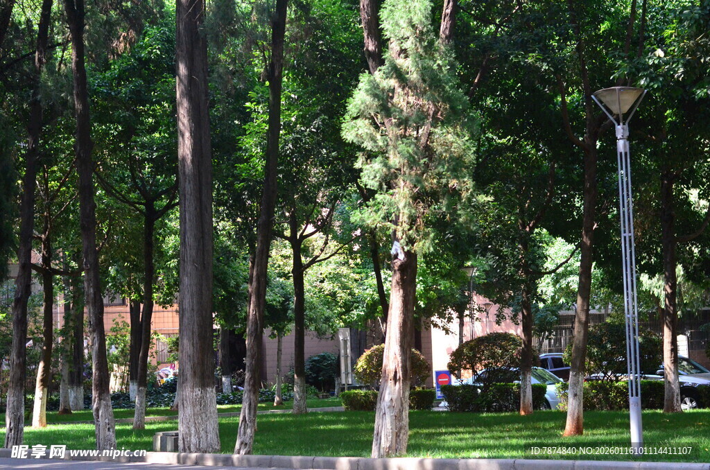 林间公园景色宜人