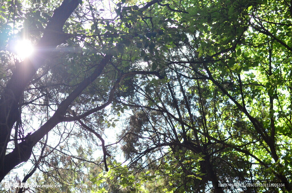 阳光透过枝叶洒下的美景