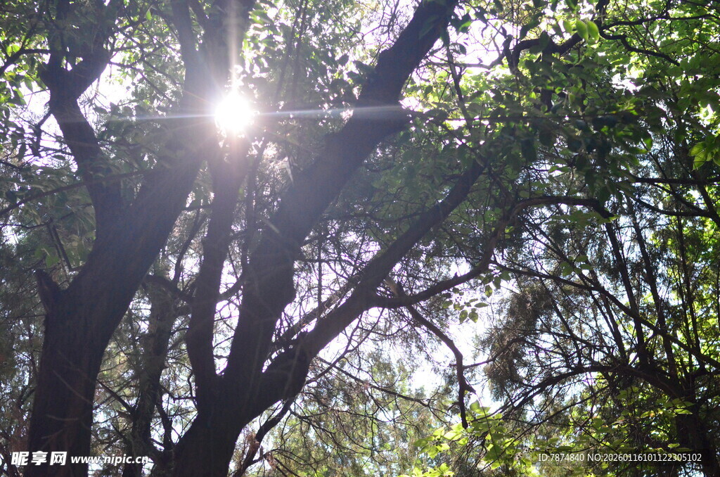 阳光透过枝叶洒下的美景