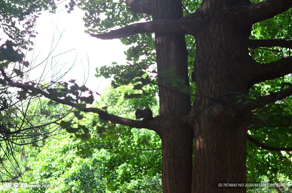 茂密树林中的粗壮树木