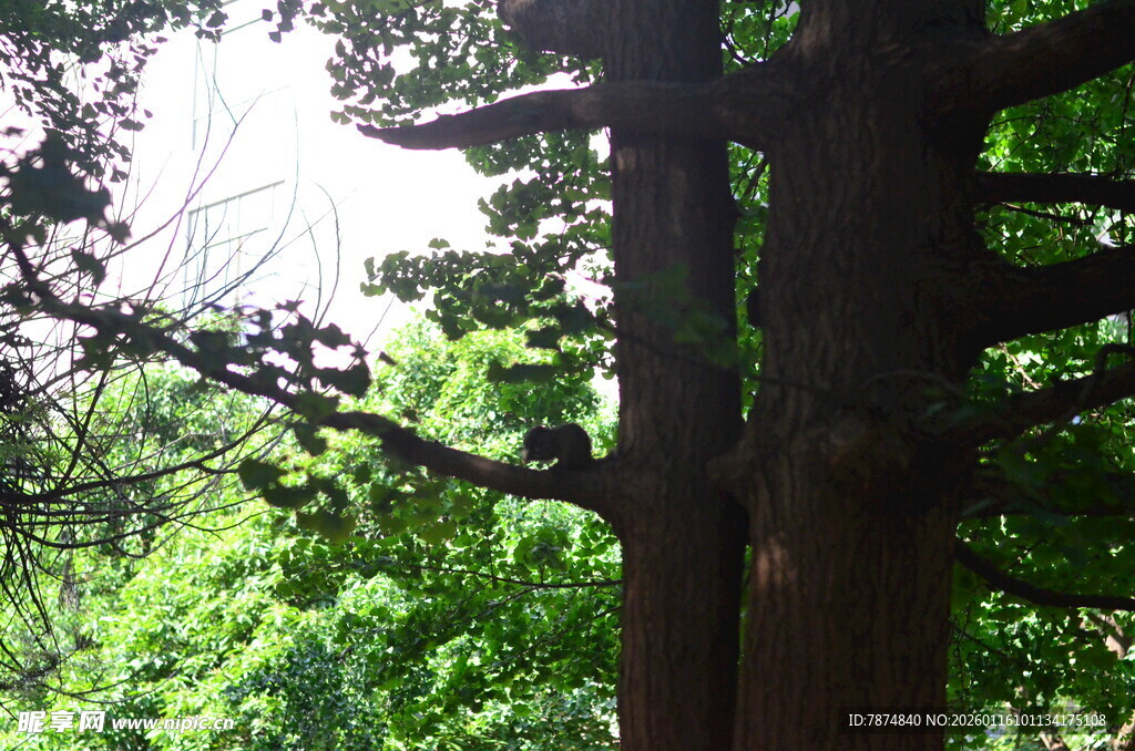 茂密森林中的高大树木