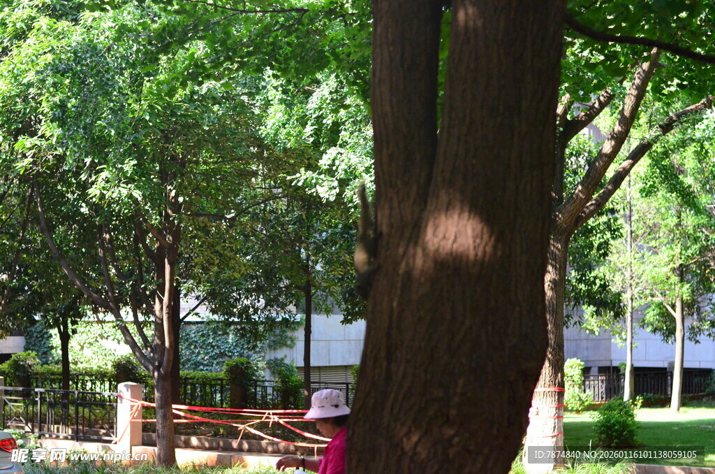 夏日林间的静谧景致