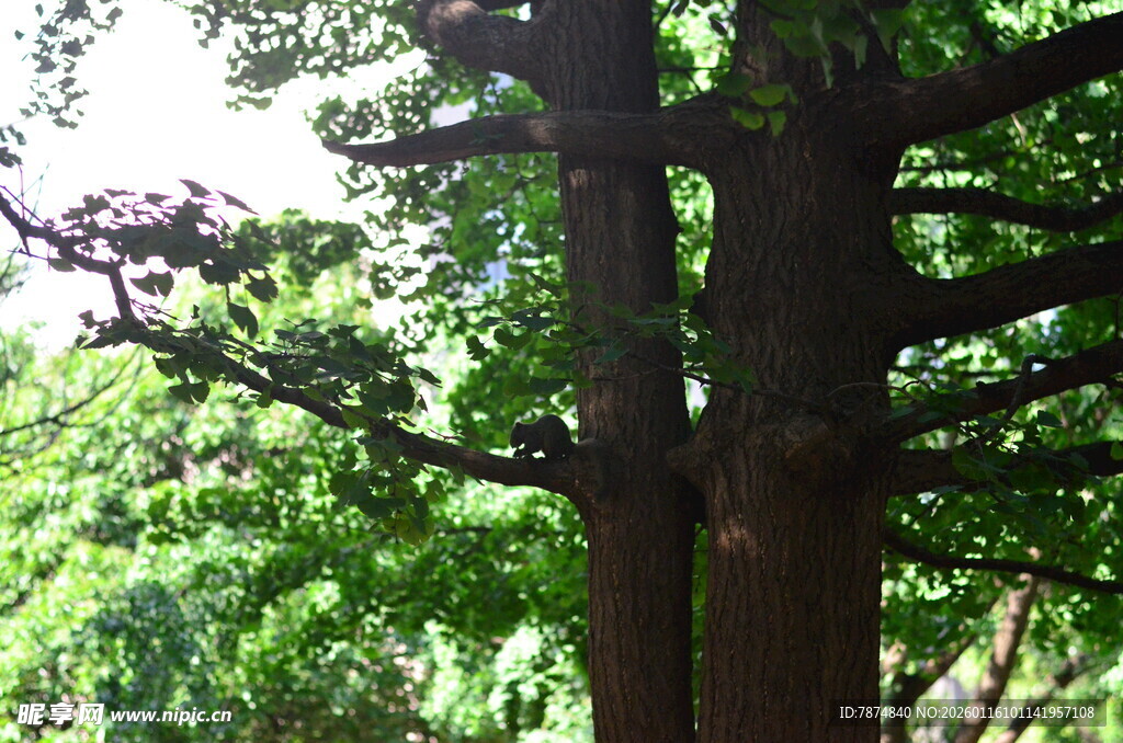 茂密树林中的粗壮树木