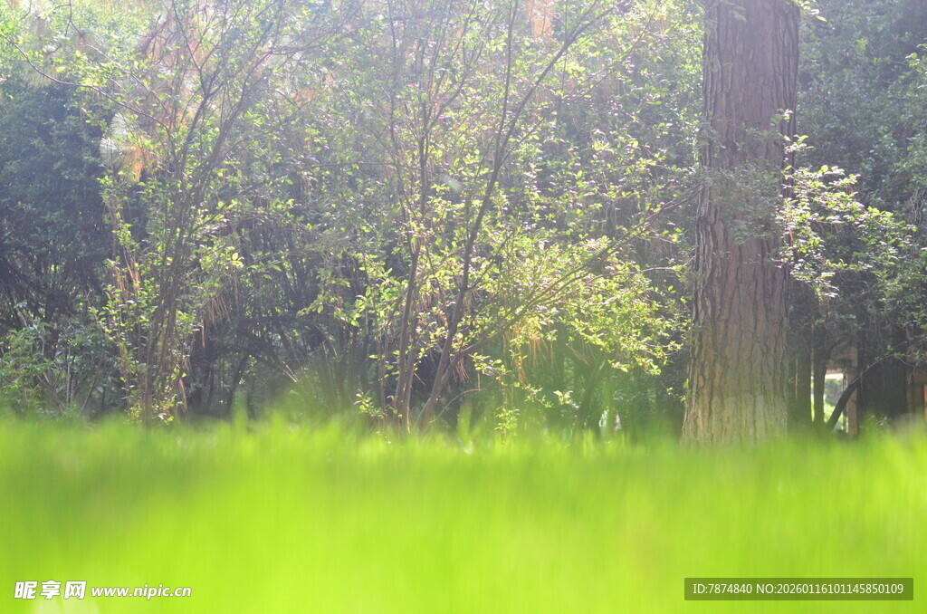 阳光照耀下的绿意森林