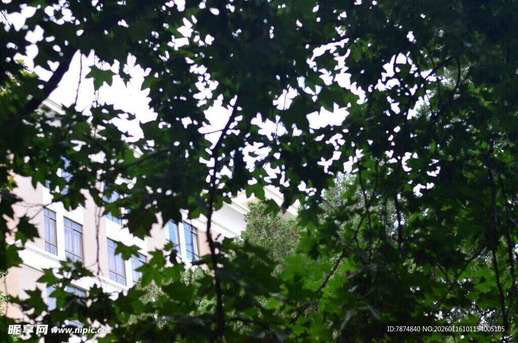 透过枝叶看城市建筑