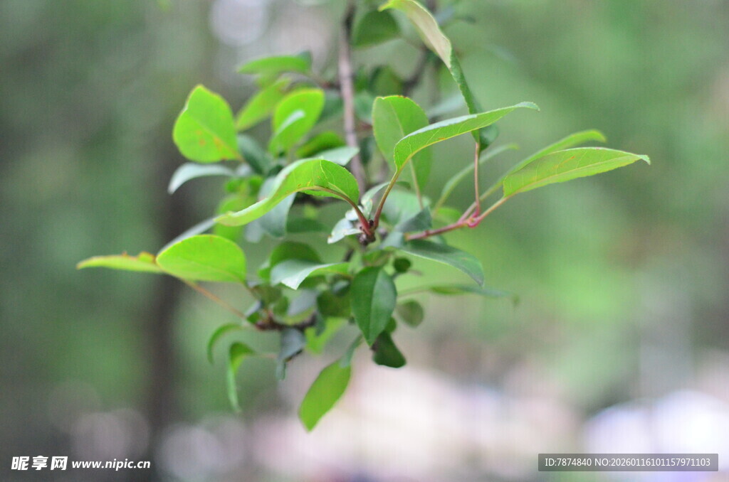 悬挂的翠绿枝叶植物