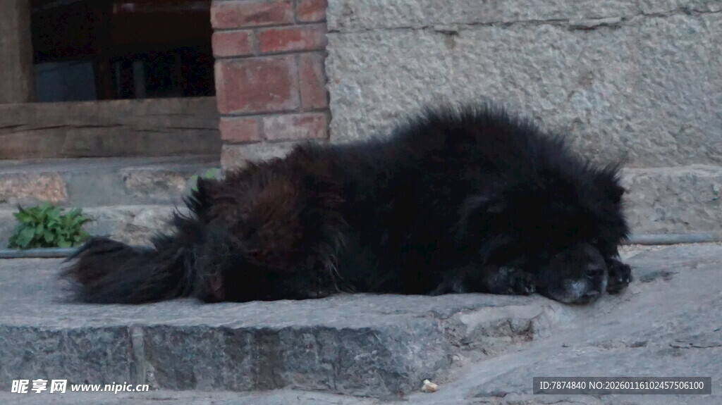 黑猫慵懒趴在石块上