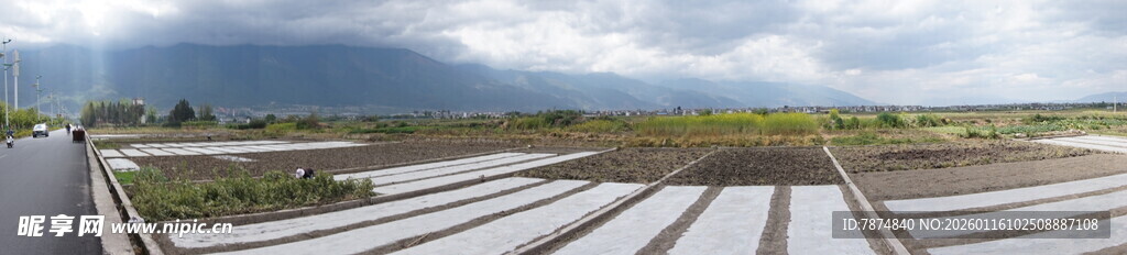 田园风光中的整齐农田