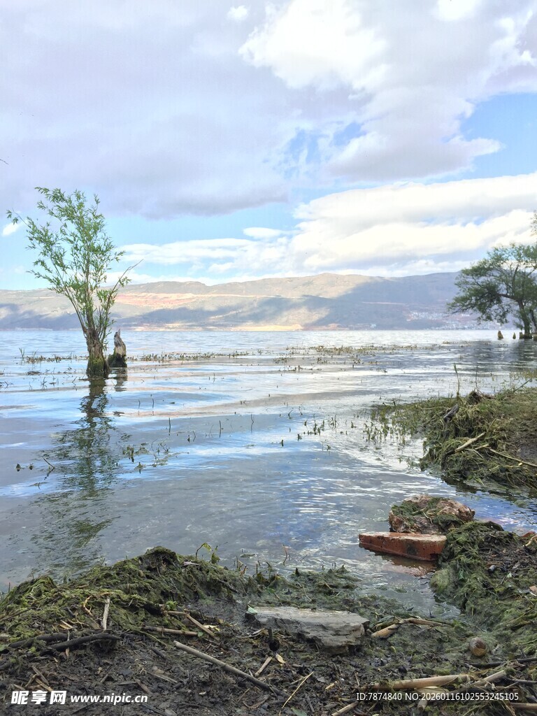 水畔孤树 自然静谧之景
