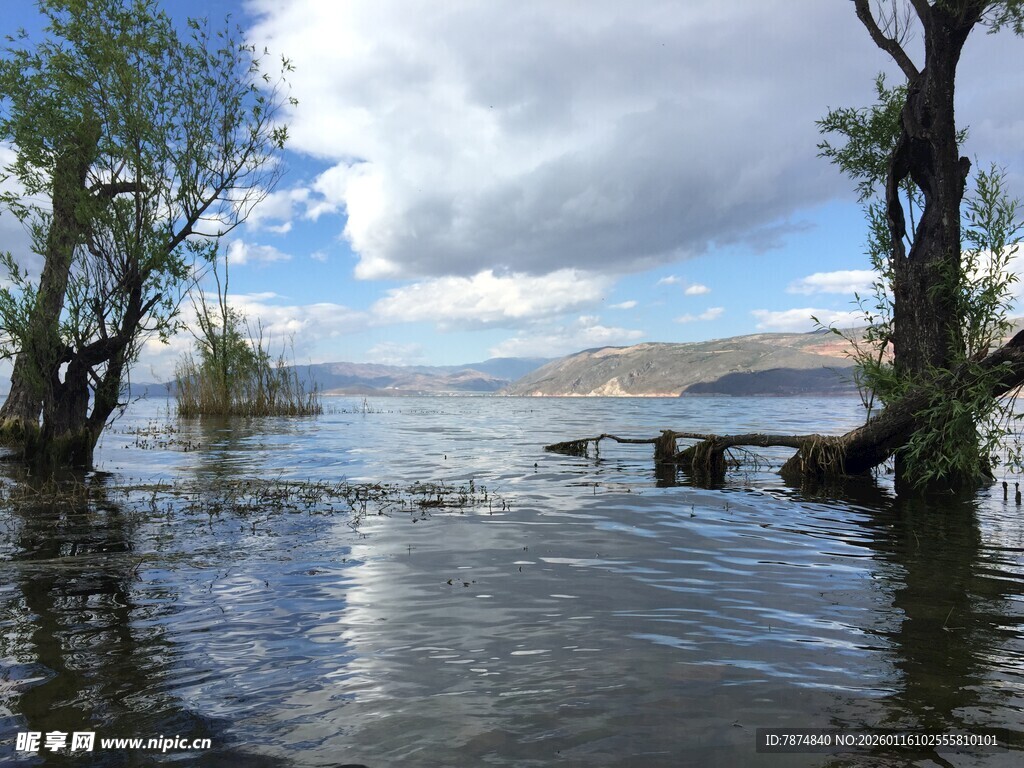 湖畔树木与宁静水面景观