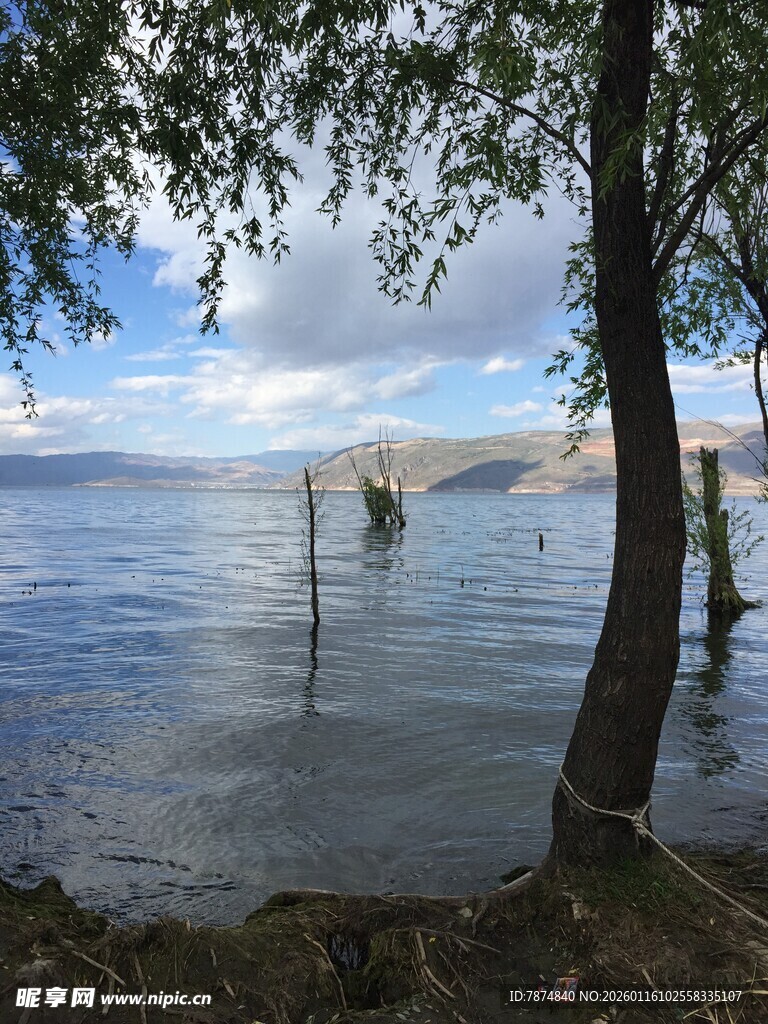 湖畔树影下的宁静水域