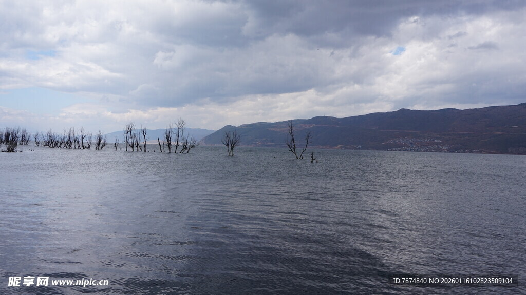 宁静湖面与远处枯木景观