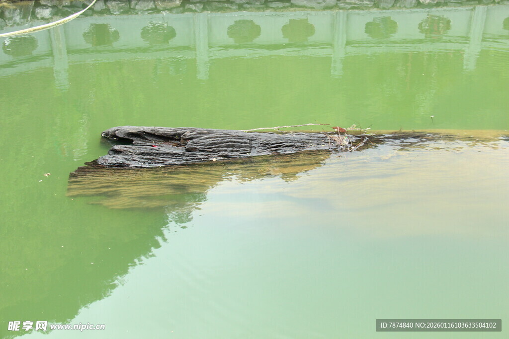 水中潜伏的鳄鱼