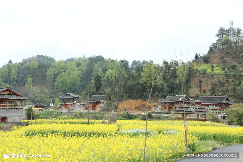 春日乡村油菜花田美景