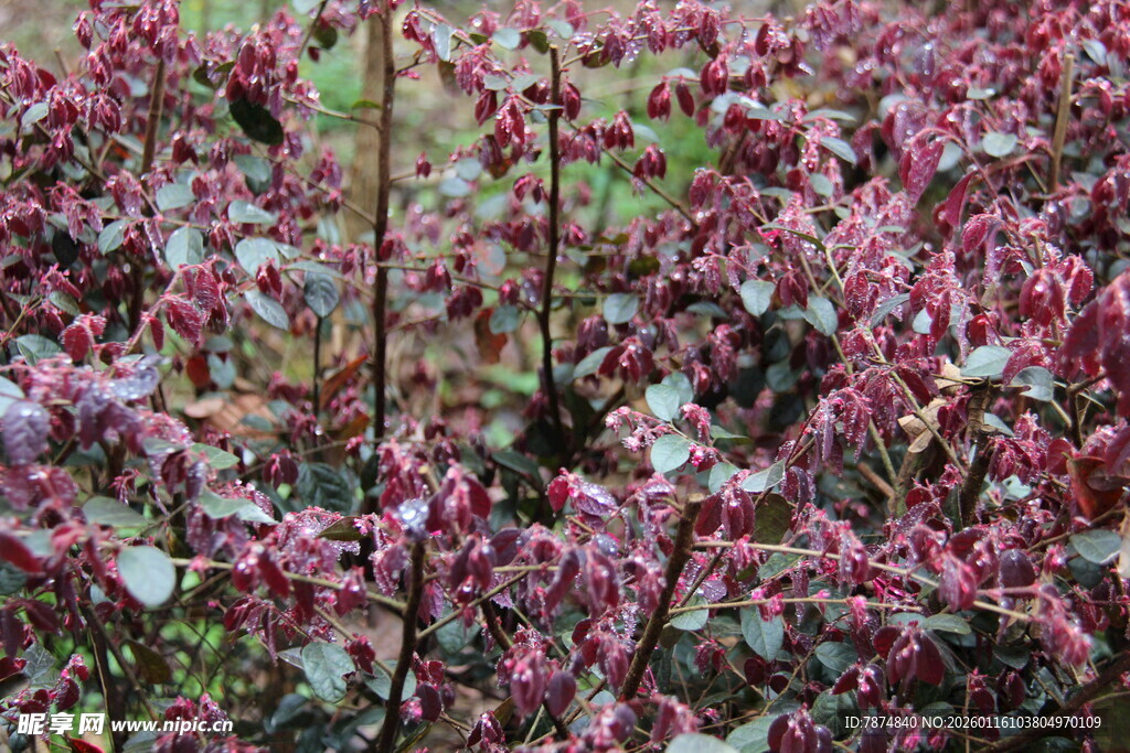 紫红色植物景观