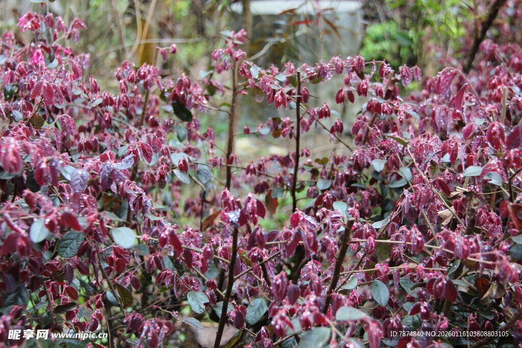 艳丽紫叶植物景观