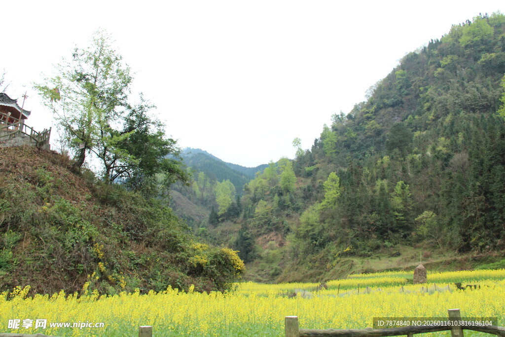 山间金黄稻田田园美景