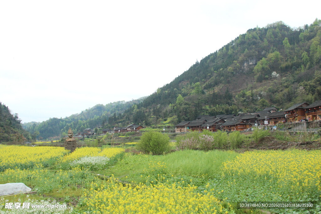 山间油菜花海田园风光