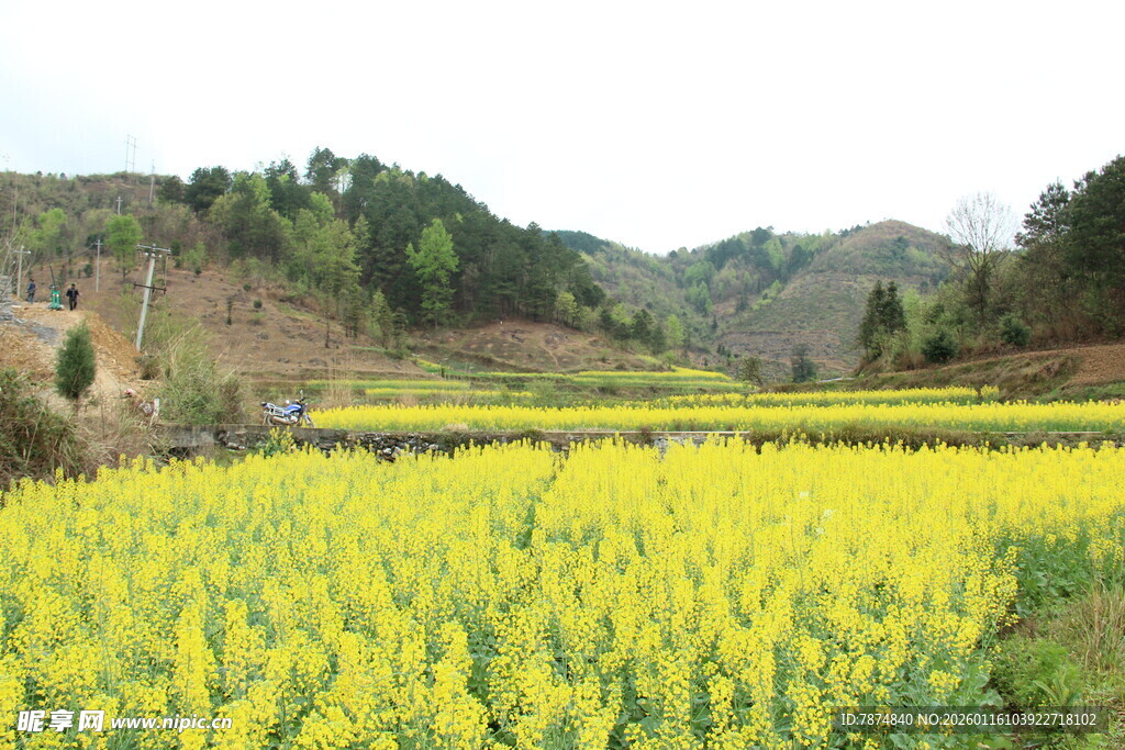 金黄油菜田 山间田园风光
