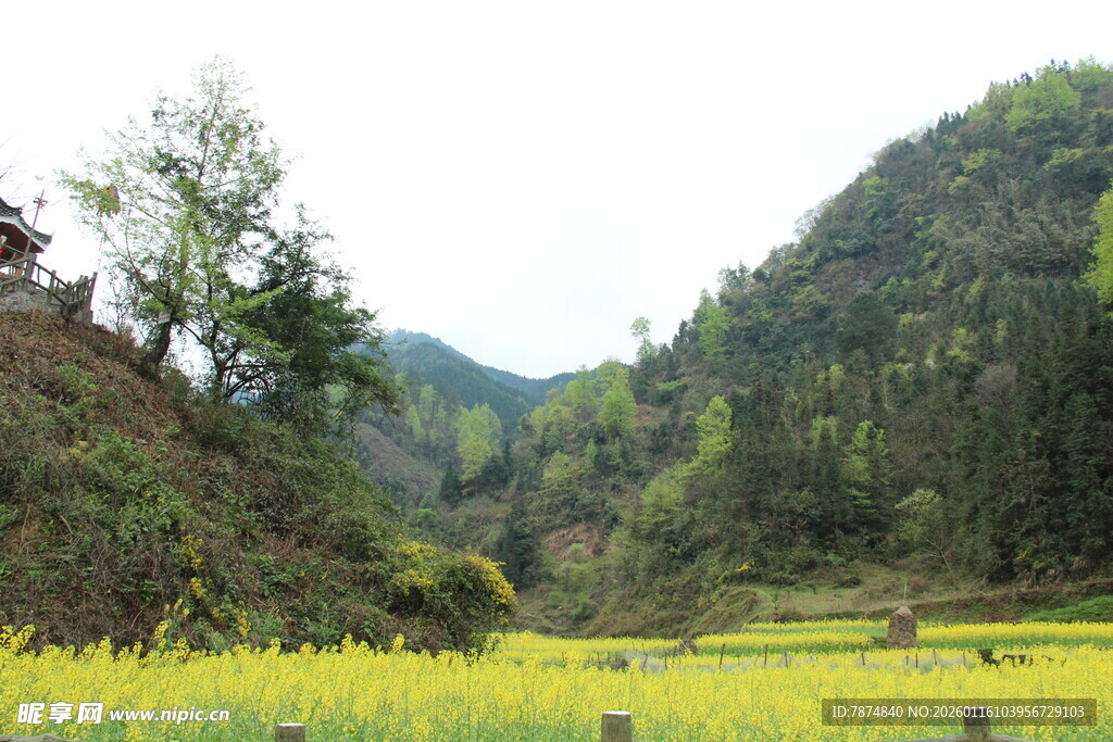 山间油菜花田美景