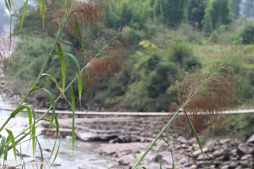 溪边绿植与蜿蜒小路