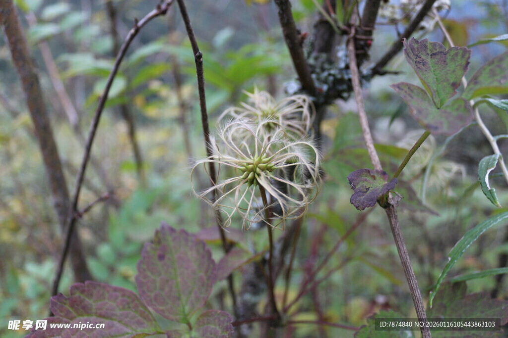 草丛中的白色蛛网