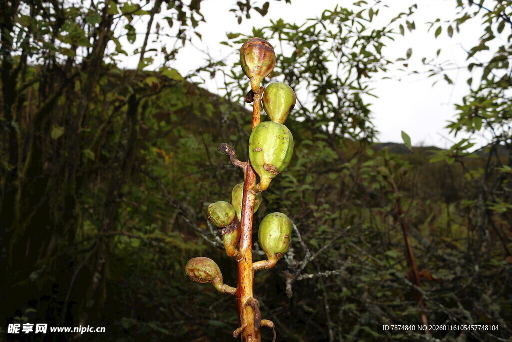 枝头的绿色果实
