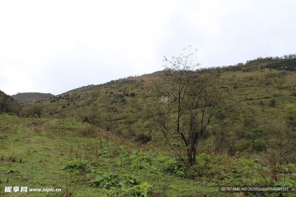 山间草地与孤树