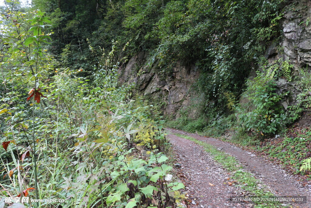 山间小径 绿意盎然