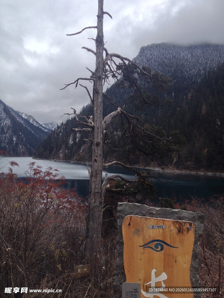 山间路旁枯树与指示牌