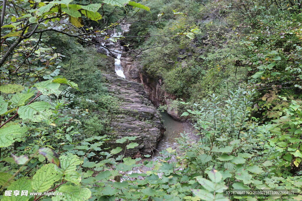 山间溪流穿林而过